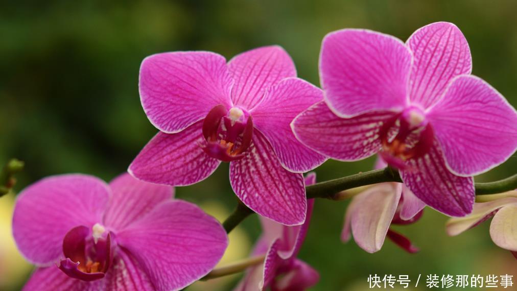 如何挑选年宵“花旦”蝴蝶兰?4个挑选小技巧,挑到高品质蝴蝶兰