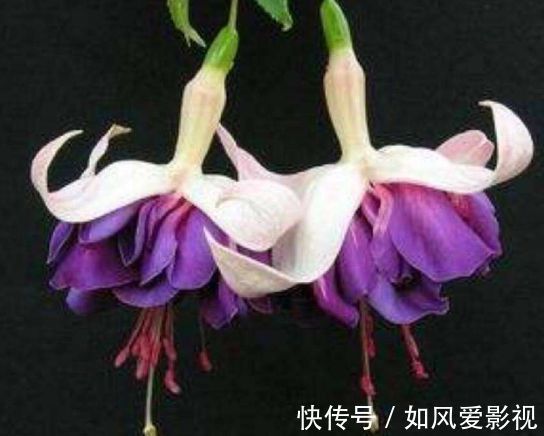 阳台上|4种“富贵花”，家里里两盆，好运连连，深受花友们喜爱