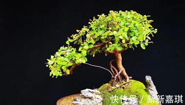 盆景|“盆景”如何修剪不同树种,不同时期我们都要做什么