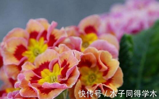 花瓣|农历7月14日开始,养花养个耐看的,好养易爆盆,繁花似锦