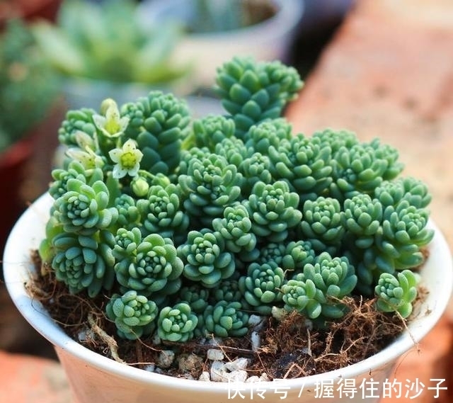 养护|12款多肉天生就爱凑热闹,爆盆群生是强项,花友:养起来真过瘾