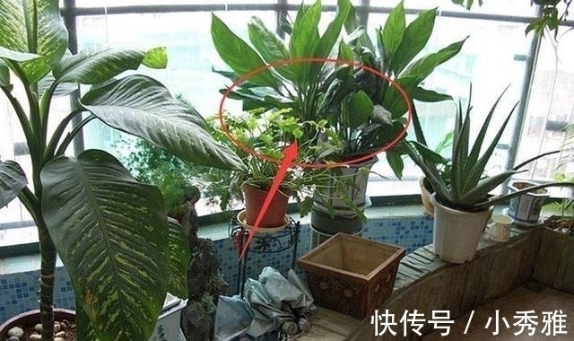 文昌位|一旦阳台出现这几种情况,预示着家运衰败,钱财尽失,赶紧改!