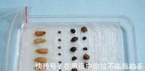 餐巾纸|家里常用的卫生纸，拿来养花原来有这奇效，大白根窜的止不住