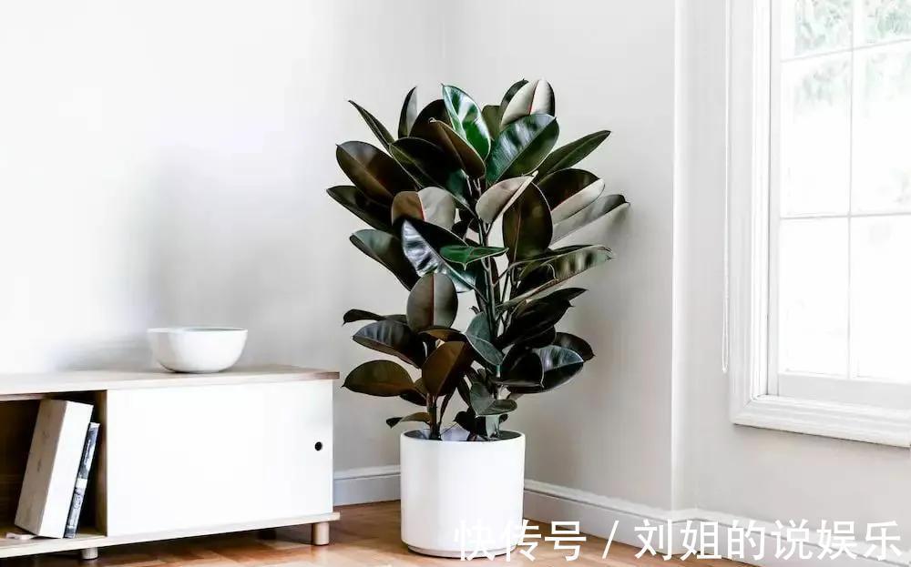 客厅摆放长寿花,好养又漂亮,知道的人却不多