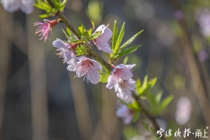 宁波首批桃花盛开，3月中下旬大量开放