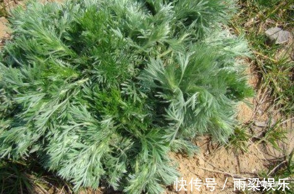 长寿|人到中年想长寿，不妨常吃3种菜，养肝护肝、身体棒棒哒！