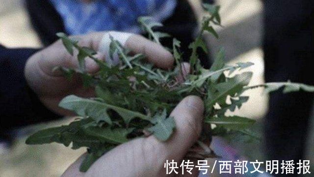 娶媳妇|重庆男子吃草上瘾，以此赚钱娶媳妇，34年吃了40吨草:我就喜欢吃