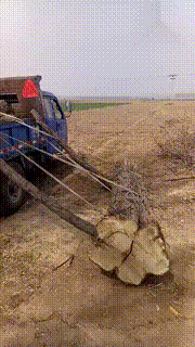 |搞笑GIF:哥们,你这坐骑厉害了,出门回头率很高