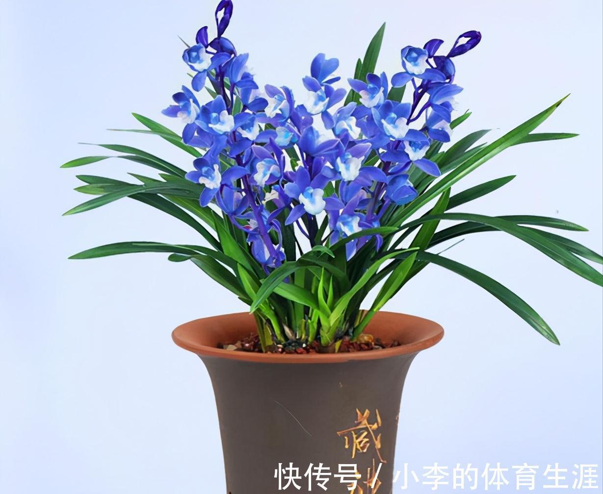 这款蓝色四季兰,突然就火了,人称最美兰花,遇见别错过