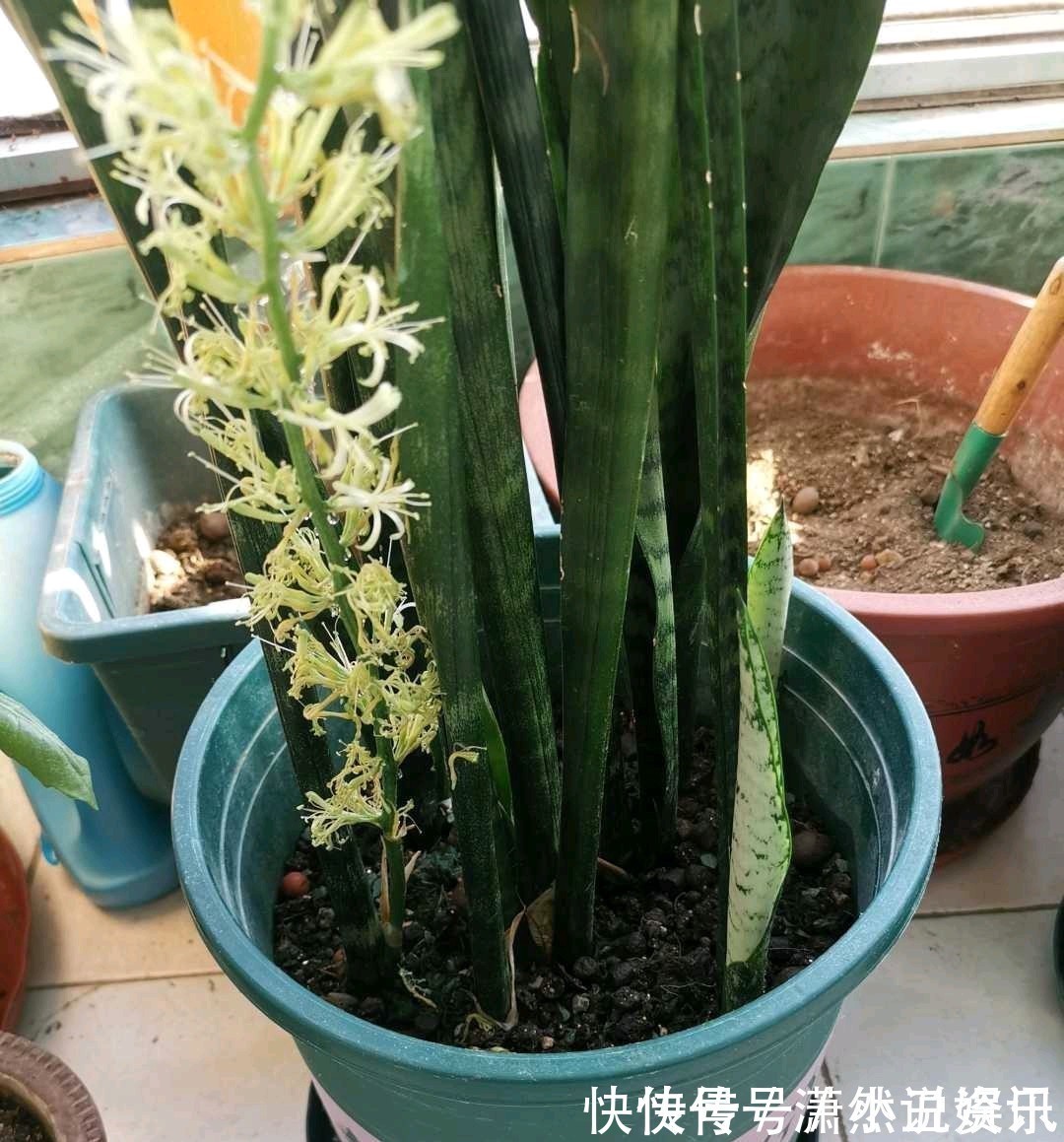 虎皮兰|春天,这八种花剪个枝插土里就活,养养就开花,错过就要等明年了