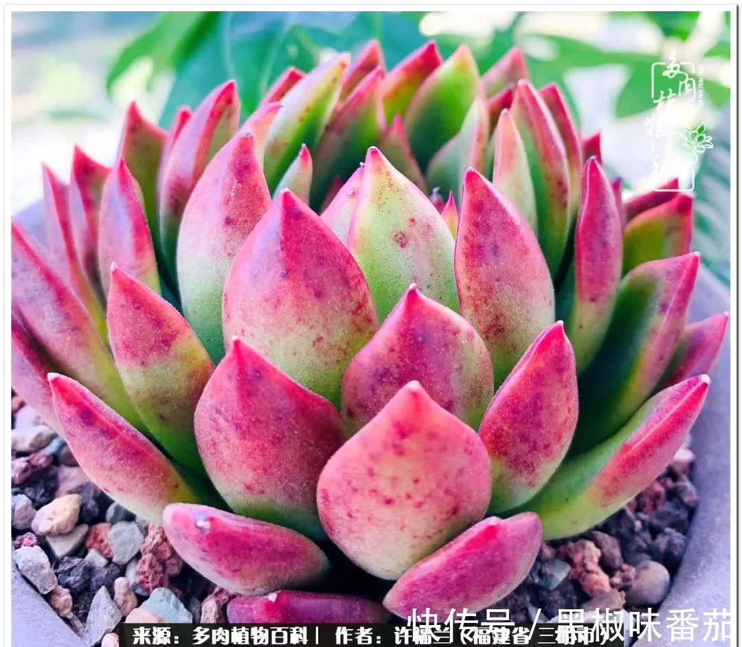 尖尖|养多肉两年,美丽与赏心悦目并存!