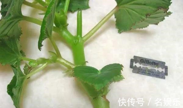 8种花现在赶紧剪，剃光头撸光叶，越狠越爆盆