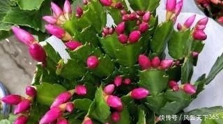 过年这种壳别扔,都是养花宝贝,养啥花都爆盆,比花肥还厉害