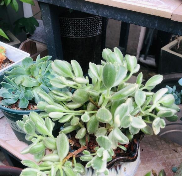 多肉|光照跟温度是两个概念,多肉需要的是光照,单有温度是不够的