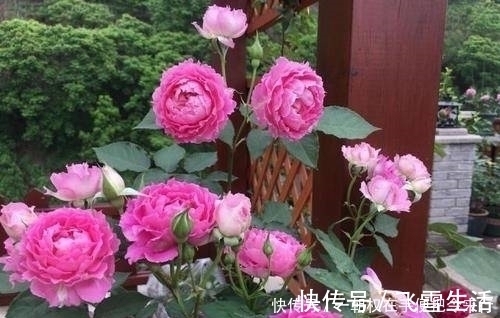 此花是世界名花,颜值超牡丹,香味胜茉莉,四季开花,是盆栽佳品