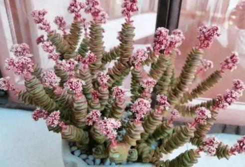 4种漂亮多肉，夏天变成“大水桶”，水越多越旺盛，不黑腐不化水