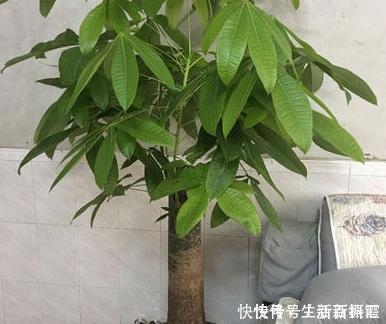 休眠|夏天养花有大学问,这三种花千万管住手,不然最后只剩盆