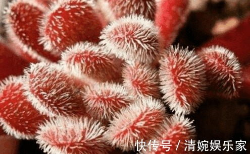 吉祥天|这些多肉植物好看又好养，有着吉祥如意的寓意！为你带来好兆头
