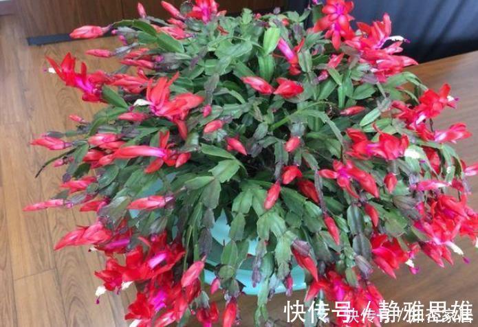 花友会|蟹爪兰2次开花数量少？花后5步不能少，做好轻松开爆盆！