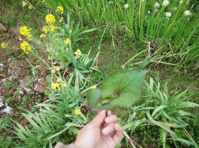 城市|农村人不吃的野菜。喂猪都不吃，城市人抢着买，医药价值非常的高