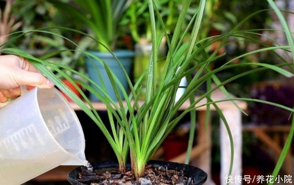 花友|天热了，兰花养护很关键，切记不能乱施肥