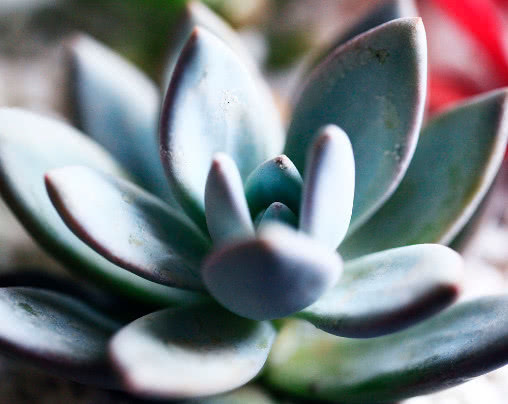 珍珠岩|多肉霜之朝怎么养 教你3个小妙招,养出叶片饱满粉润的霜之朝