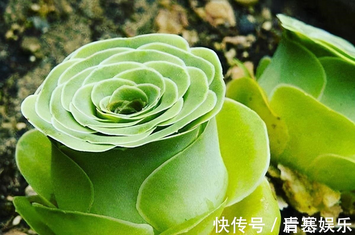 品种|张大哥养肉10多年,总结出4个“耐热品种”,肉迷都喜欢