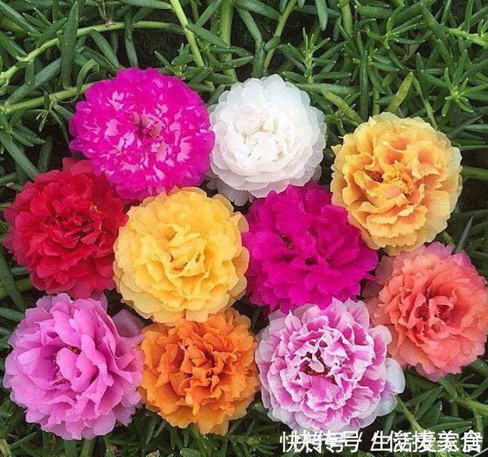 四种懒人花,光照不好也开花,扔角落不用管,对待新手很友好