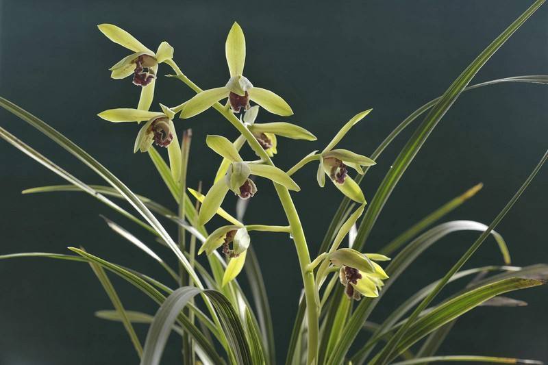 兰花夏天怎么养教你3个养护小妙招,兰花安然度夏,叶子不发黄