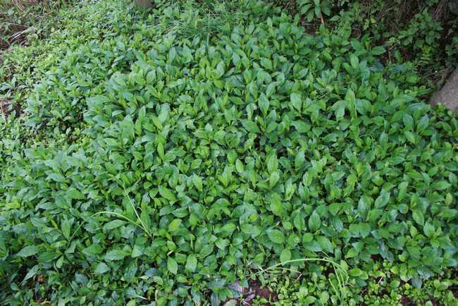 马兰头|此“野菜”,具有清热解毒,促进消化等多种功效,比荠菜更好吃