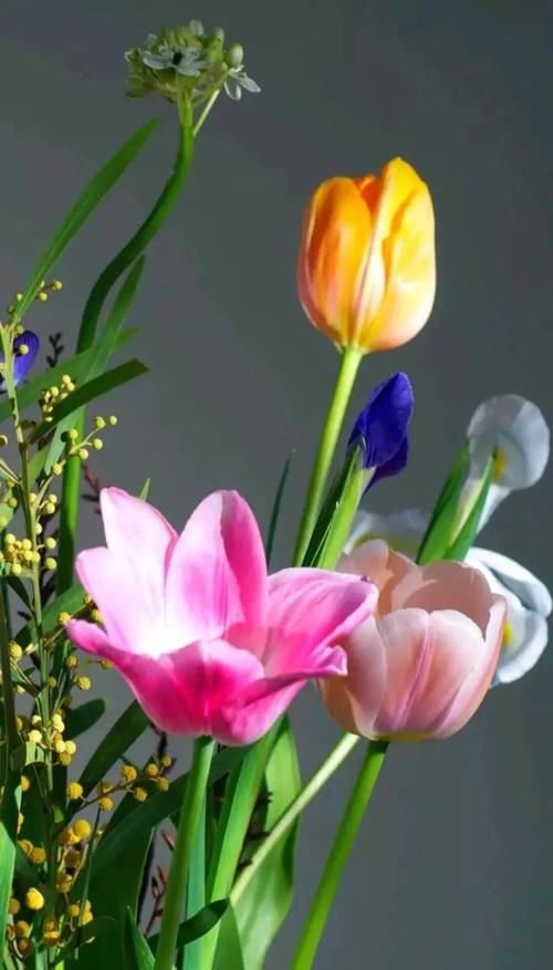 什么花最好看？