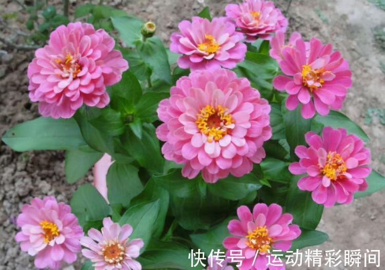 农历10月3日立冬后,养什么花?以下3种花,凤凰于飞美满家园