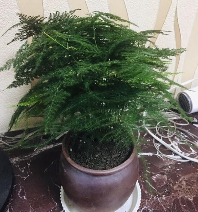 植株|夏天有12种花“晒不得”,见了“强光”就黄叶,挪个地方长得好