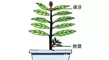 养花|养花要“七分管、三分剪”,花卉如何修剪你一定要懂