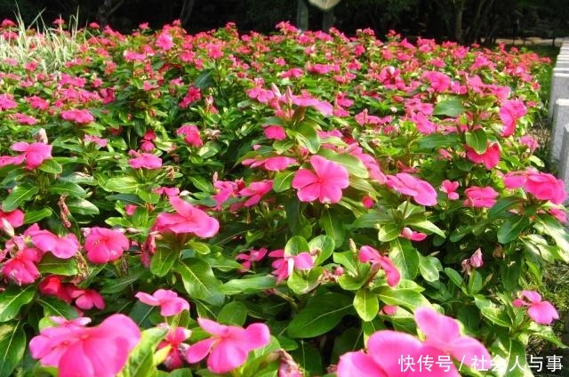 新手养花就养“它”，有土就活，有水就“旺”，一年四季能赏花！