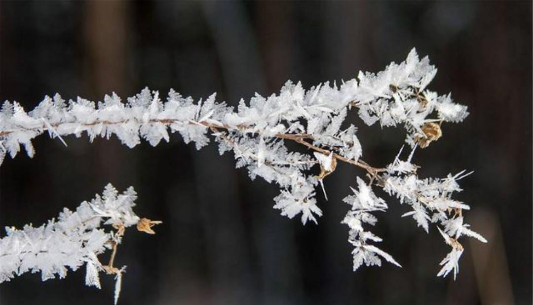 霜|杨万里一首很有趣的七绝《霜》,只是那么淡淡着笔,但是很唯美!