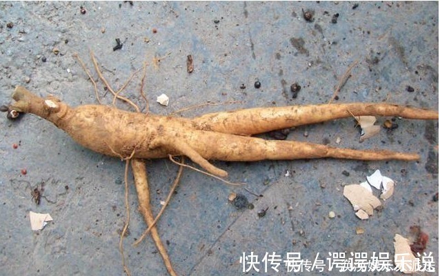 药用价值|农村遍地都是“土人参”,不仅招财,还是高档的补品,却经常被踩