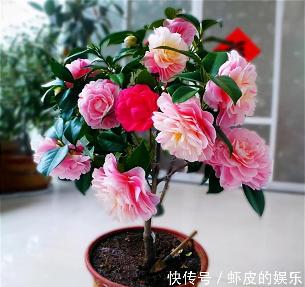 牡丹花|元旦前,“七种花”赶紧搬到阳台上冻一冻,生长茂盛,花苞呼呼冒