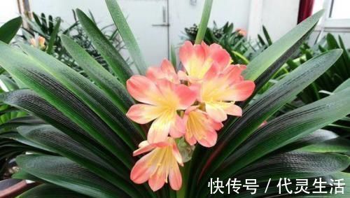 她用一斤香蕉皮把花养爆盆，全年不用施肥，花长得又壮又好开花多