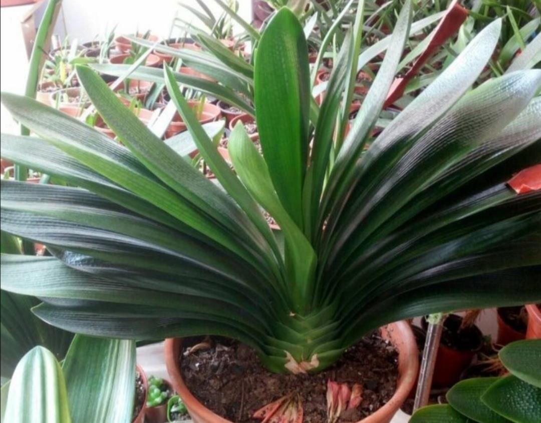 蟹爪兰|夏天5种花不要买,很难养活,费钱又费时间