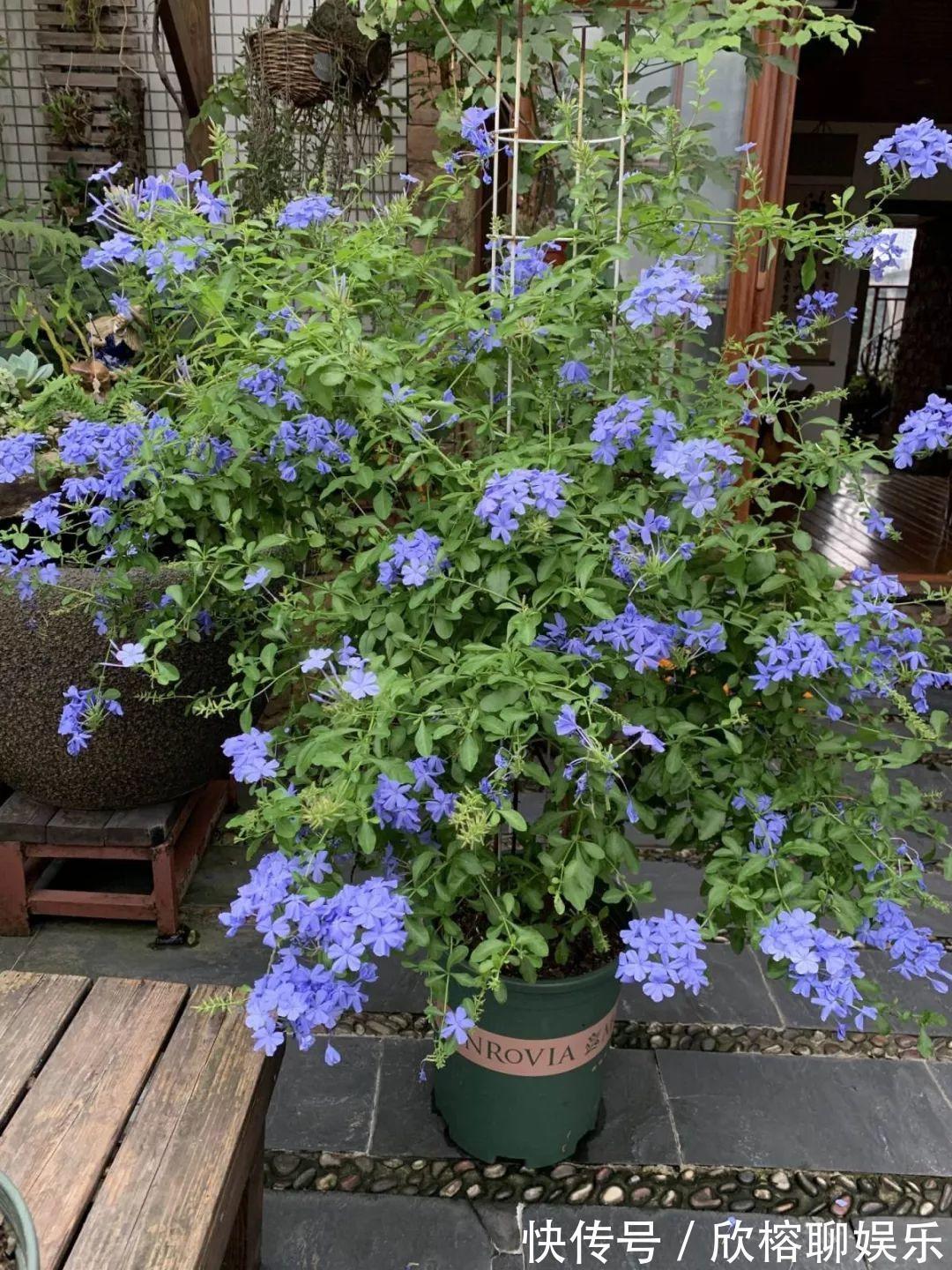 9月给天竺葵剪个短发,过冬前就能窜叶子,明年春天开成大花球!