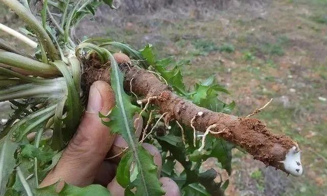  肝病|十大食物是肝脏的“环卫工”，多吃一口，肝病就会远离你一分