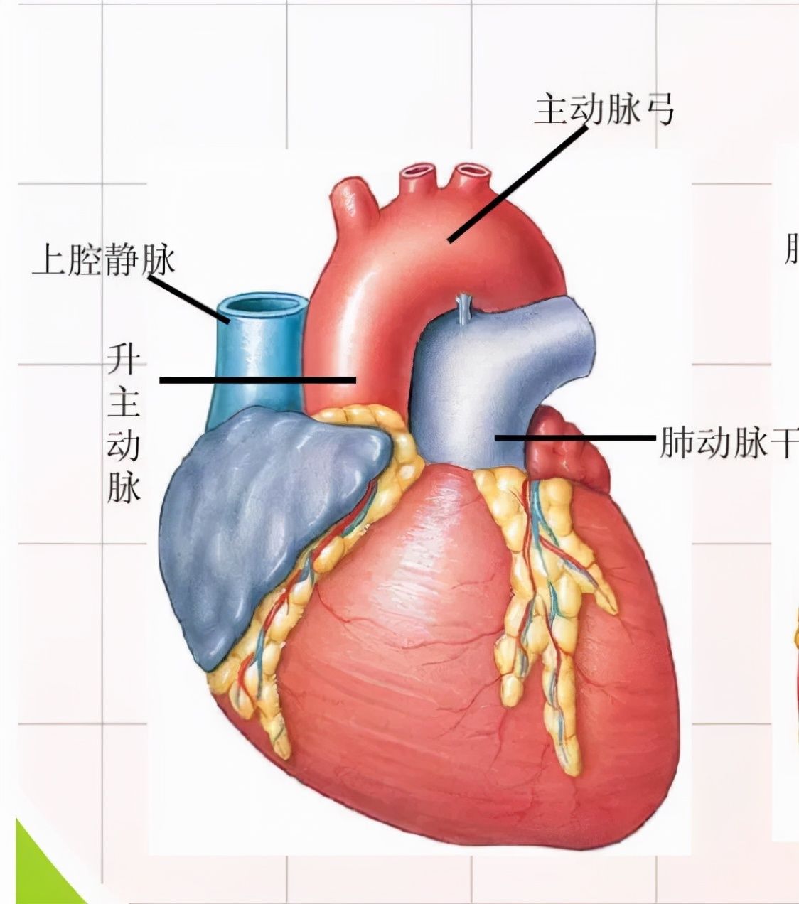 主动脉|打疫苗发现血压异常升高，48岁阿姨查出先天性疾病，血管严重窄缩像被“扎”了起来