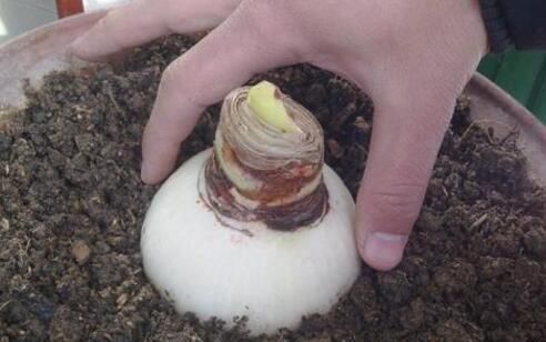 朱顶红开花之后,一个“小动作”,又开一茬花,花大色艳特别美