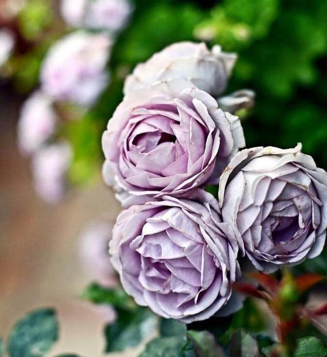 月季修剪藤本月季修剪,灌木月季修剪,微月修剪,这里讲透了