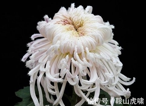 天竺葵|开花最香的4种花，花朵迷人，阵阵花香，花朵大