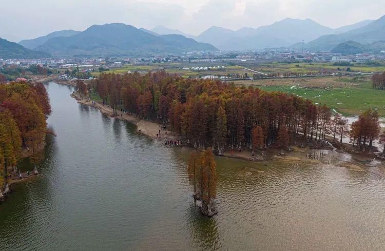 红杉林|这片风景，最近“红”遍余姚人的朋友圈