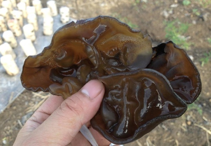 黑木耳黑木耳|血管的''清洁工''终于找到了,每天吃两口,血管不堵不硬