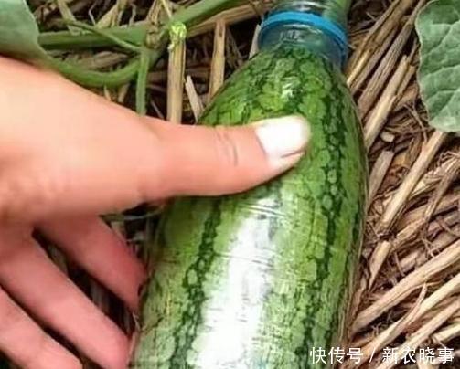 美食|老婆把西瓜上套塑料瓶,我还骂她傻,直到成熟后我俩都傻眼了