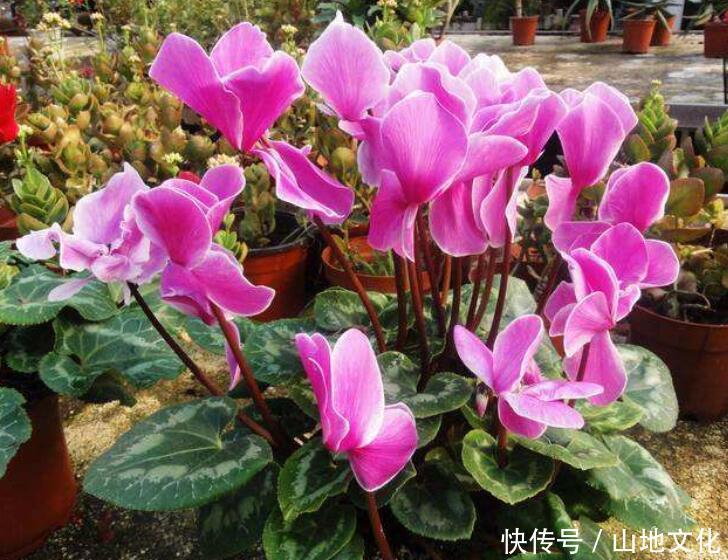 客厅就养3种花,花期在冬季,富贵又大气